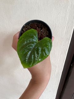 (Category: ) located in . Submitted by orchidspeciesplus (Listing ID 1141948837, Image 1). Description: .