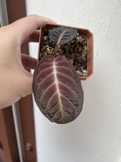 (Category: ) located in . Submitted by orchidspeciesplus (Listing ID 1141952639, Image 1). Description: .