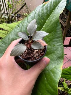 (Category: ) located in . Submitted by orchidspeciesplus (Listing ID 1141953678, Image 1). Description: .