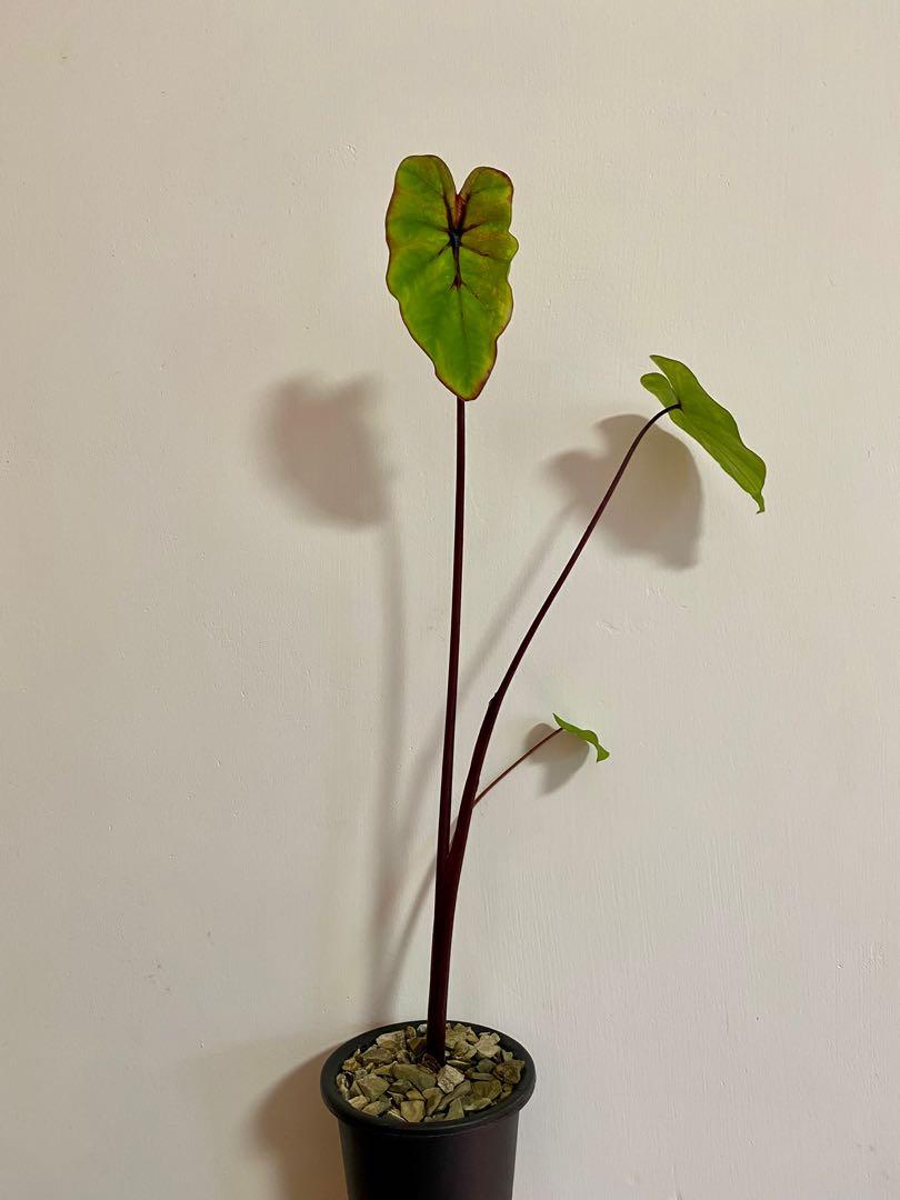 法老王面具no 3 觀葉植物海芋水芋不是塊根植物象牙宮象足漆樹 傢俬 家居 園藝 植物及種子on Carousell 法老王面具no 3 觀葉植物海芋水芋不是塊根植物象牙宮象足漆樹 傢俬 家居 園藝 植物及種子on Carousell