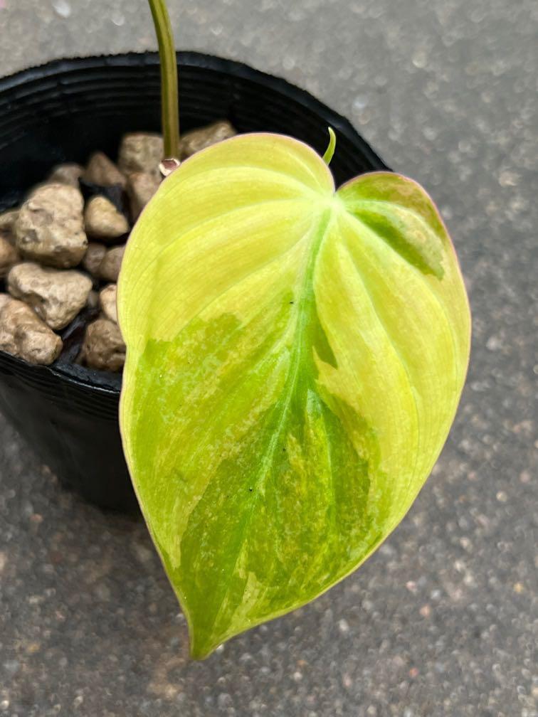 Philodendron Micans Variegata Furniture Home Living Gardening Plants Seeds On Carousell