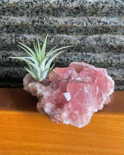 Pink amethyst with airplant air plant air plants tillandsia airplants crystal raw stone precious stone jewellery Argentina pink amethyst PA