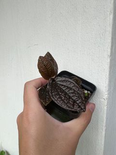 (Category: ) located in . Submitted by orchidspeciesplus (Listing ID 1141954361, Image 1). Description: .
