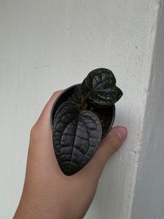 (Category: ) located in . Submitted by orchidspeciesplus (Listing ID 1141954643, Image 1). Description: .