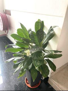 Real plant