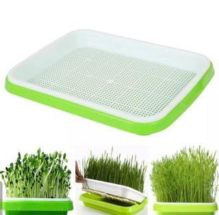 SEED SPROUTER TRAY (NO COVER)