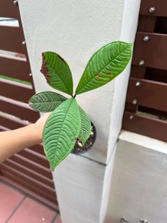 (Category: ) located in . Submitted by orchidspeciesplus (Listing ID 1141955652, Image 1). Description: .