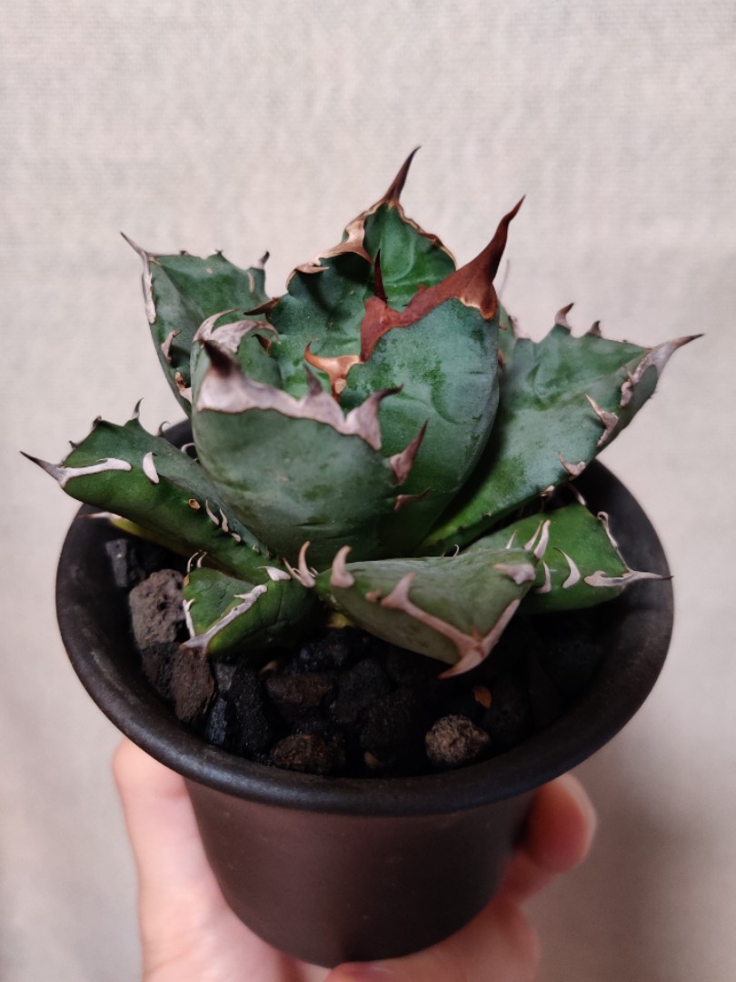 龍舌蘭姬嚴龍姬仁王冠agave Titanota 多肉塊根塊莖植物嚴龍仁王冠 傢俬 家居 園藝 植物及種子 Carousell