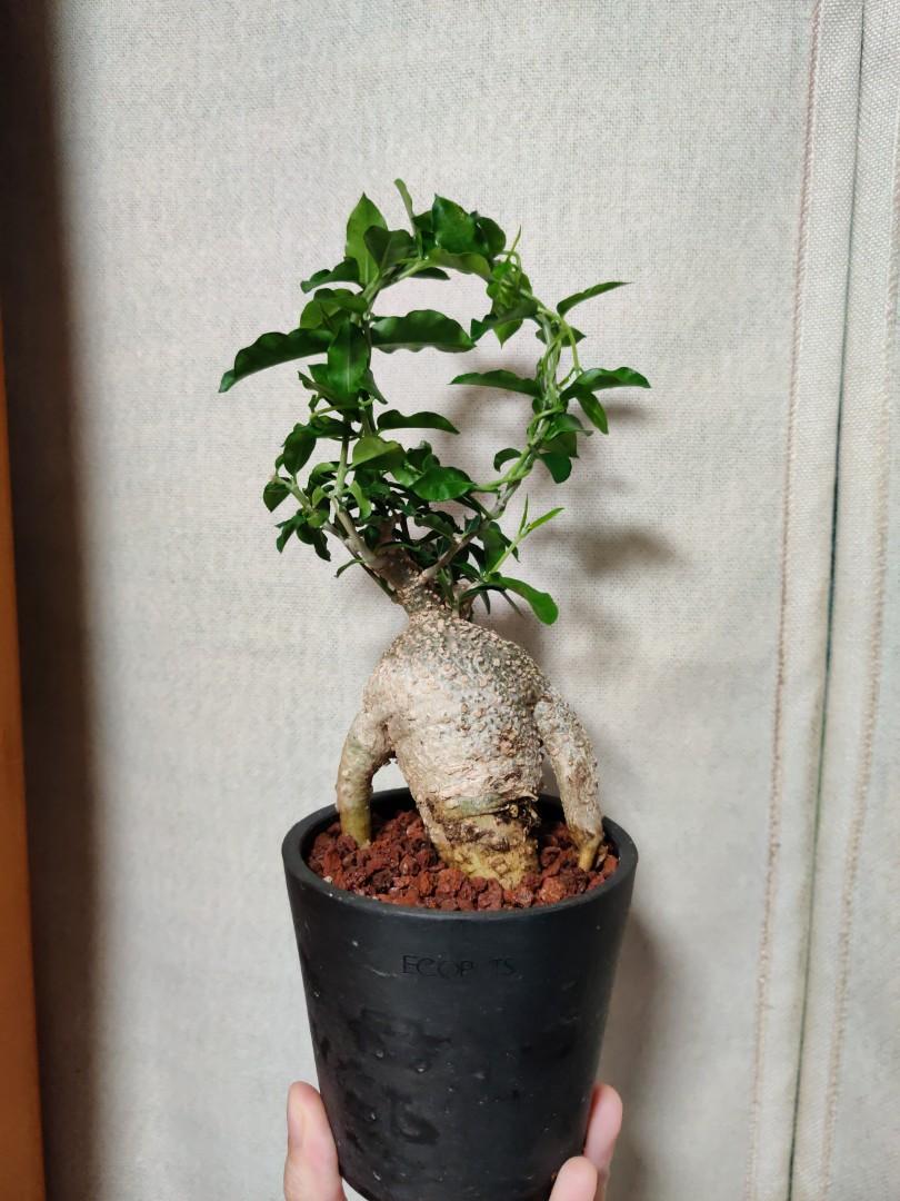 人蔘形 人形 火星人fockea Edulis 多肉塊根塊莖植物 蘿藦科火星人屬 傢俬 家居 園藝 植物及種子 Carousell