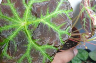 Scindapsus Silvery Ann Furniture Home Living Gardening Plants Seeds On Carousell