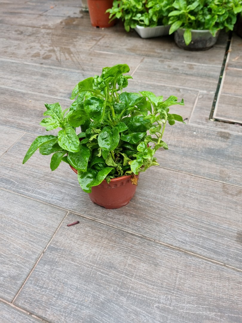 Brazilian Spinach for sale, Furniture & Home Living, Gardening, Plants