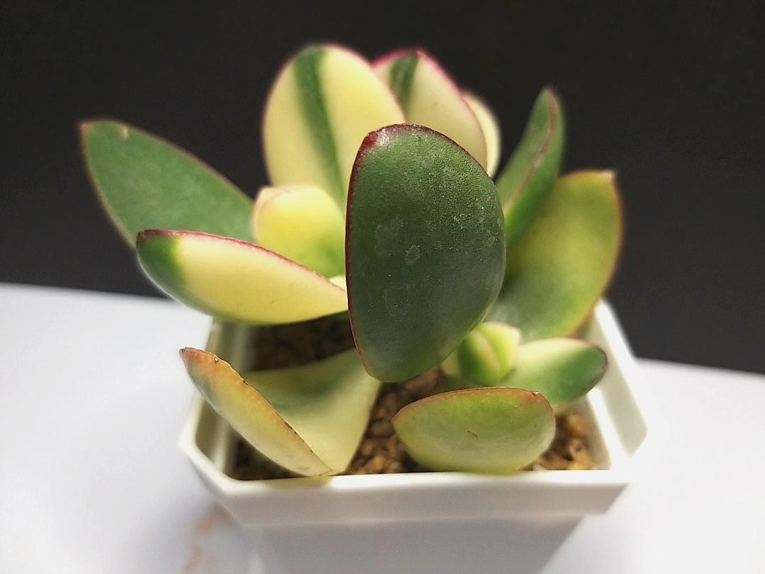 多肉植物 多頭三色花月錦 Crassula Argentea Tricolor Jade 傢俬 家居 園藝 盆栽 Carousell