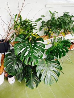 (Category: ) located in . Submitted by terrafella (Listing ID 1142250952, Image 1). Description: .