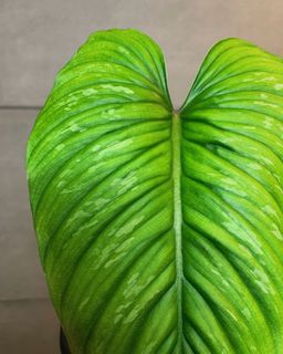 （分類：）位於 。 由 lostinaroid 提交（商品編號 1142295854，圖片 1）。簡介： 。