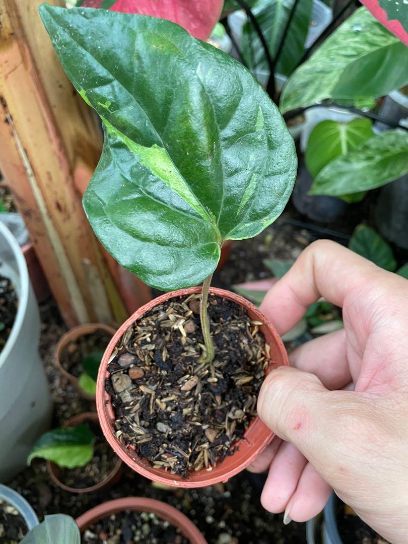 piper nigrum variegated cutting, Furniture & Home Living, Gardening, Plants  & Seeds on Carousell