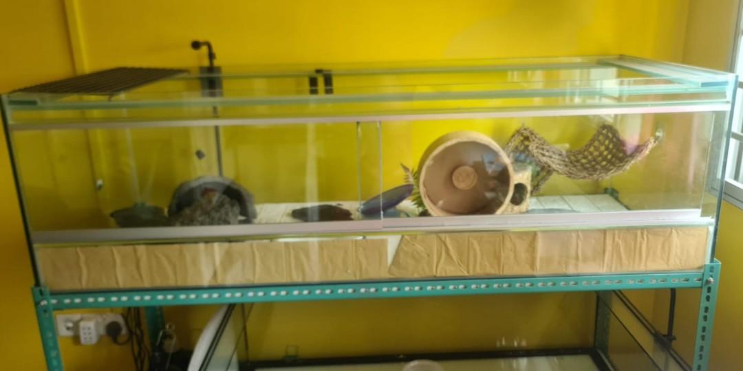 Terrarium Tank, Pet Supplies, Homes & Other Pet Accessories on Carousell