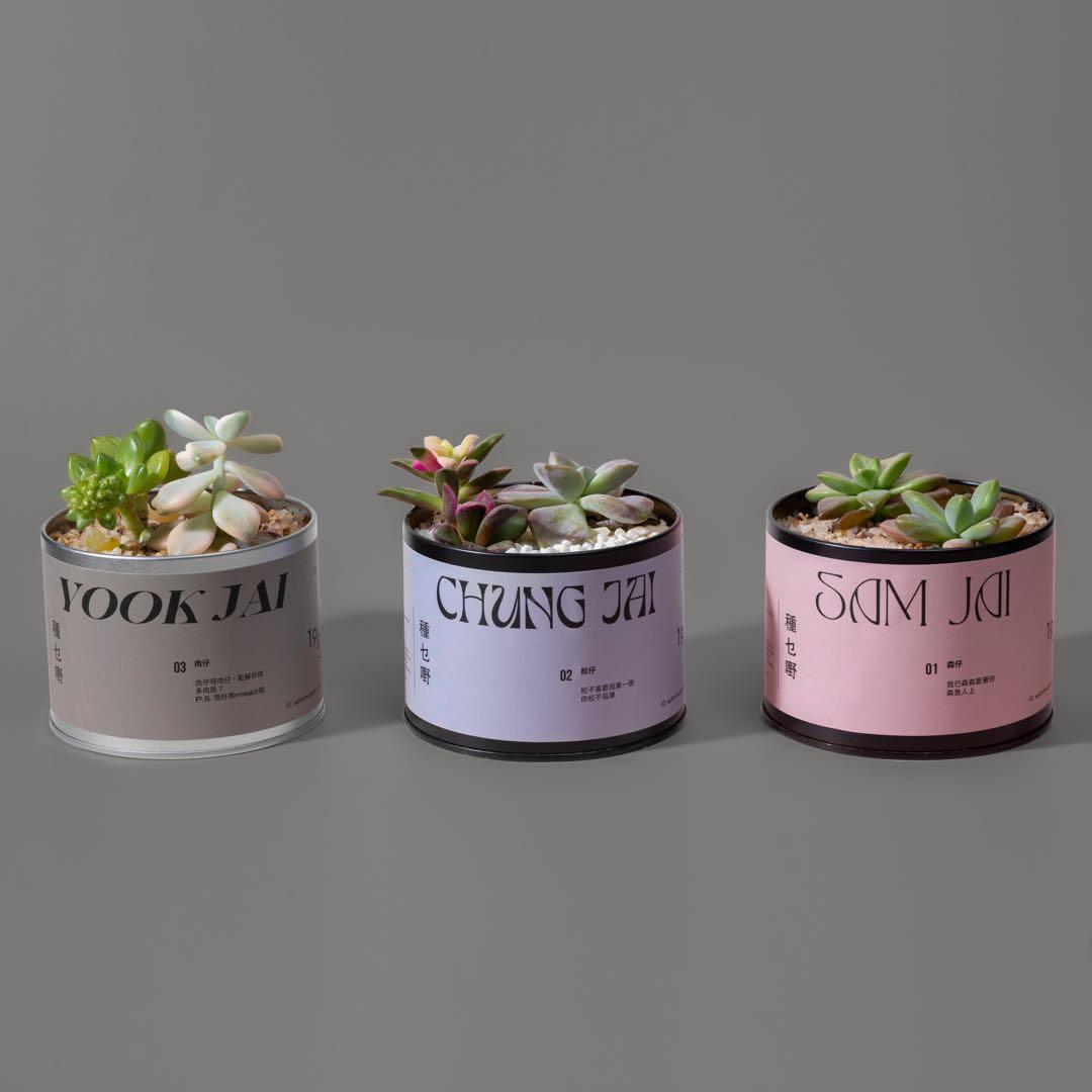種乜嘢 可愛多肉植物盆栽 香港設計 傢俬 家居 園藝 植物及種子 Carousell