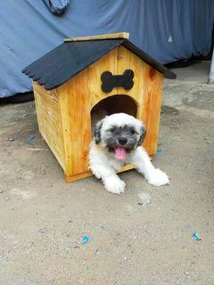 Dog or Cat house