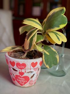 (Category: ) located in . Submitted by plantfantasy (Listing ID 1142317869, Image 1). Description: .
