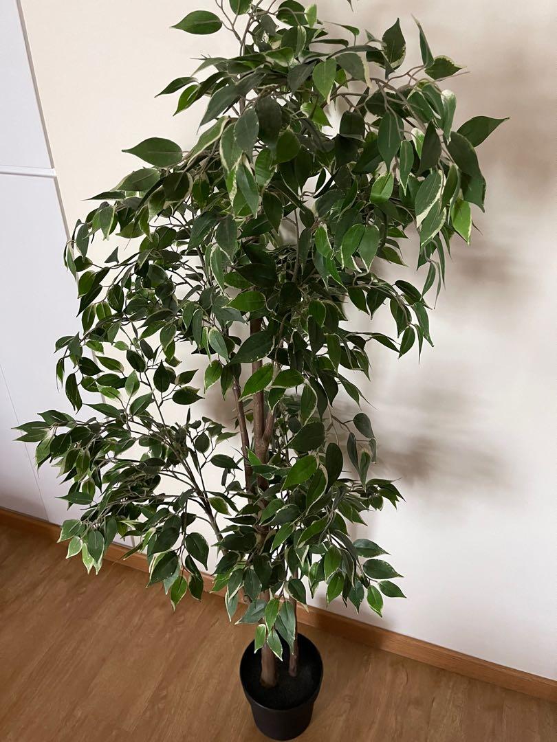 IKEA Fejka Artificial Potted Plant weeping fig, Furniture & Home Living