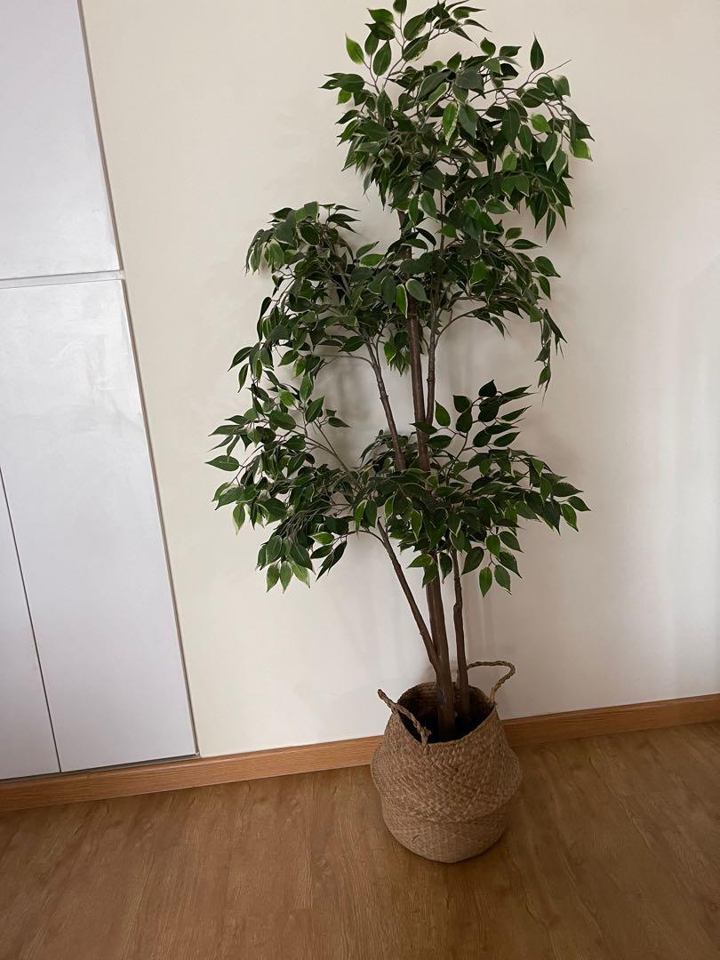 IKEA Fejka Artificial Potted Plant weeping fig, Furniture & Home Living