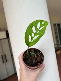 (Category: ) located in . Submitted by orchidspeciesplus (Listing ID 1142442600, Image 1). Description: .