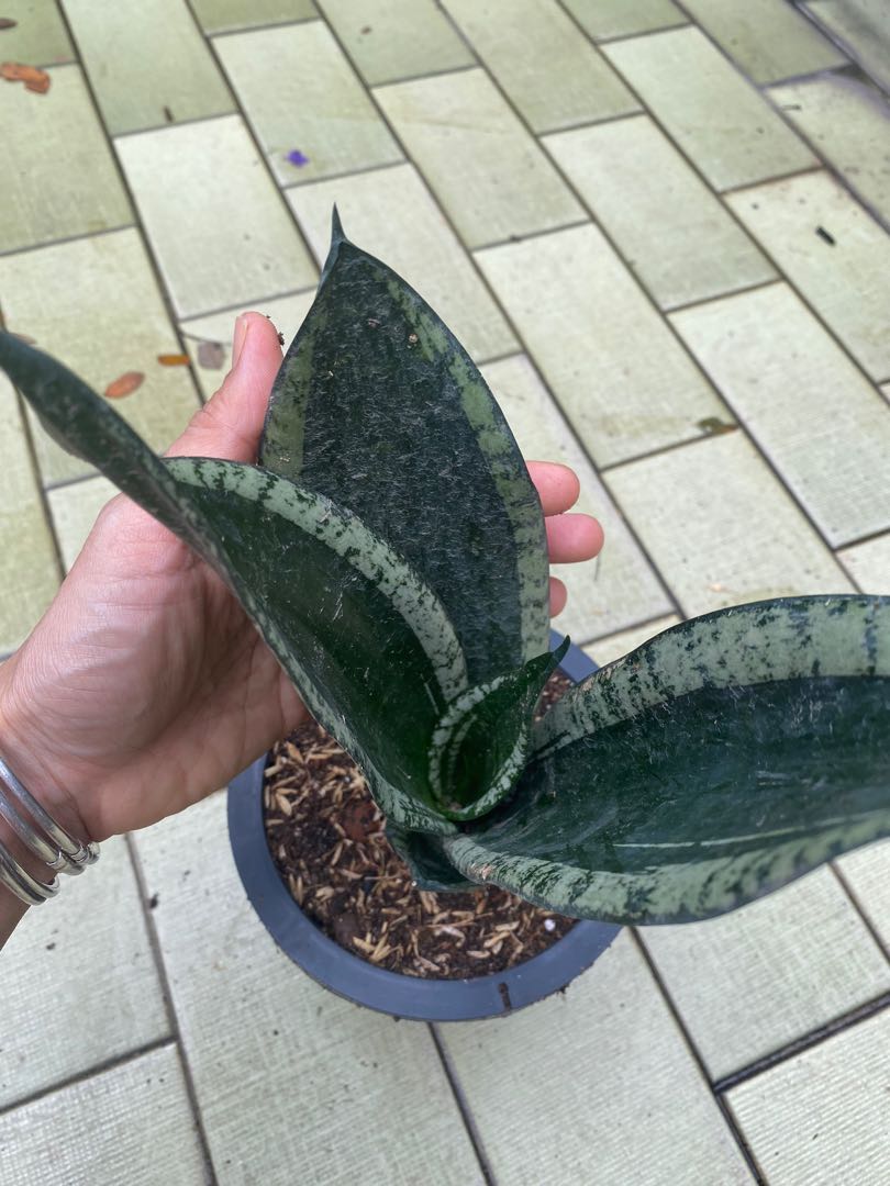 Rare Sansevieria Whitney Aka Silver Flame Pups For Sale Snake Plant Tongue Furniture Home Living Gardening Plants Seeds On Carousell