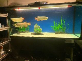 (Category: ) located in . Submitted by nrella_ (Listing ID 1142598715, Image 1). Description: .