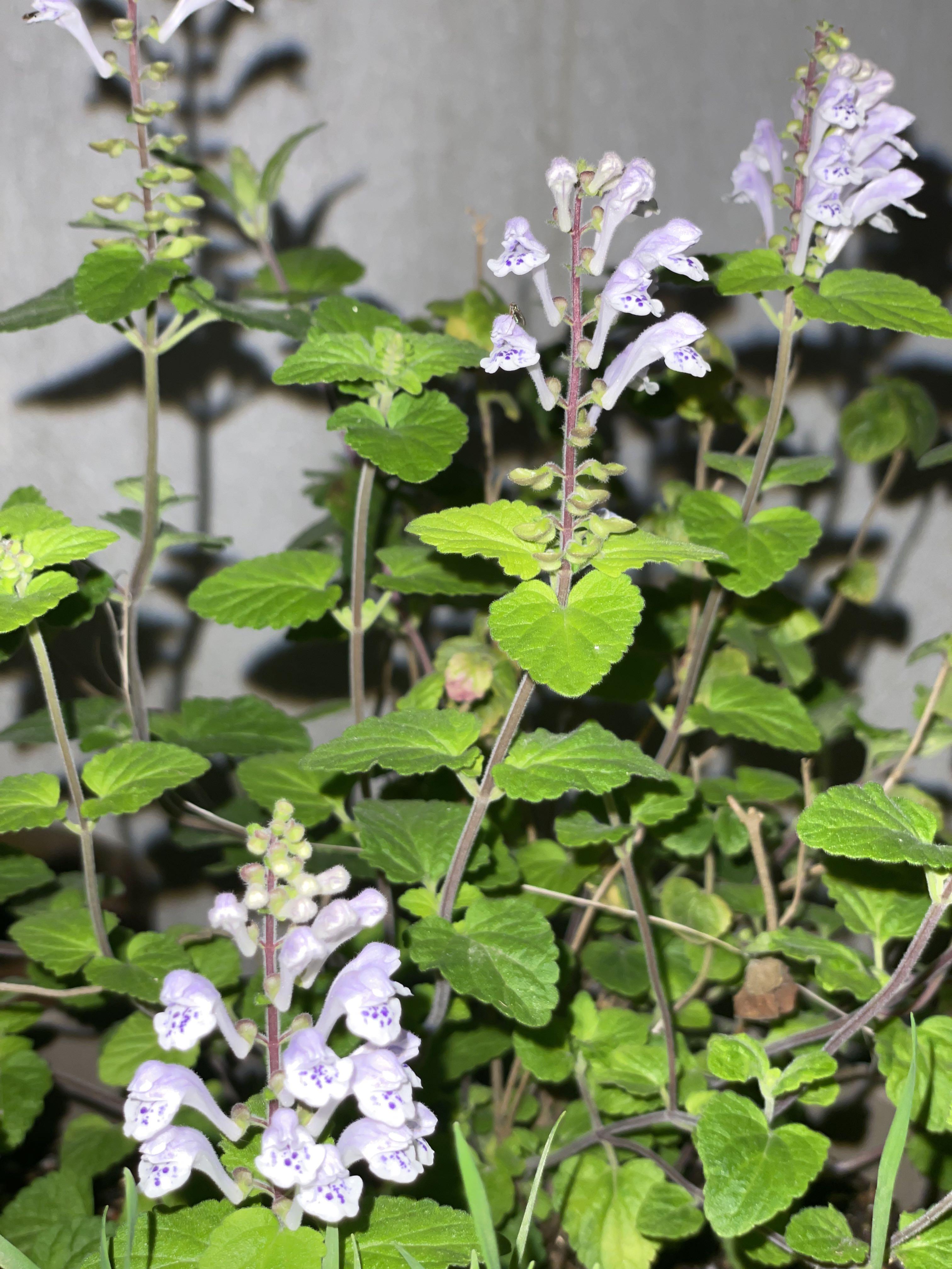 日本山野草小葉立浪草圓葉可愛容易栽種 傢俬 家居 園藝 植物及種子on Carousell