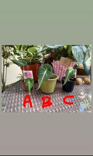 (Category: ) located in . Submitted by lostmarbles (Listing ID 1142631135, Image 1). Description: .