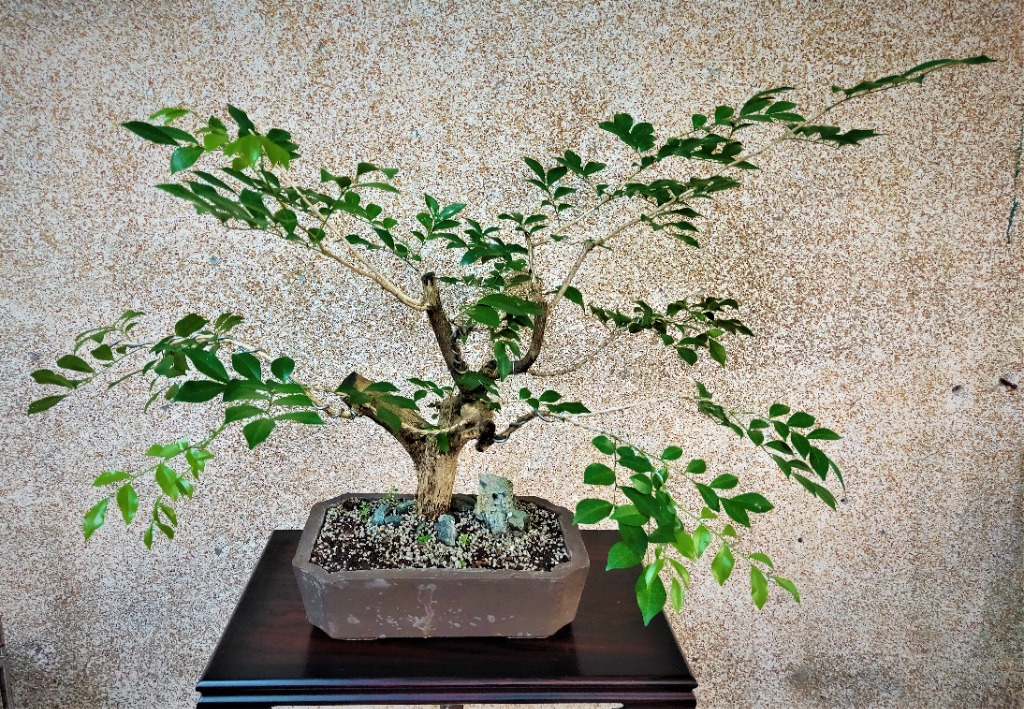 Bonsai Kamuning Tulis Furniture Home Living Gardening Plants Seeds On Carousell