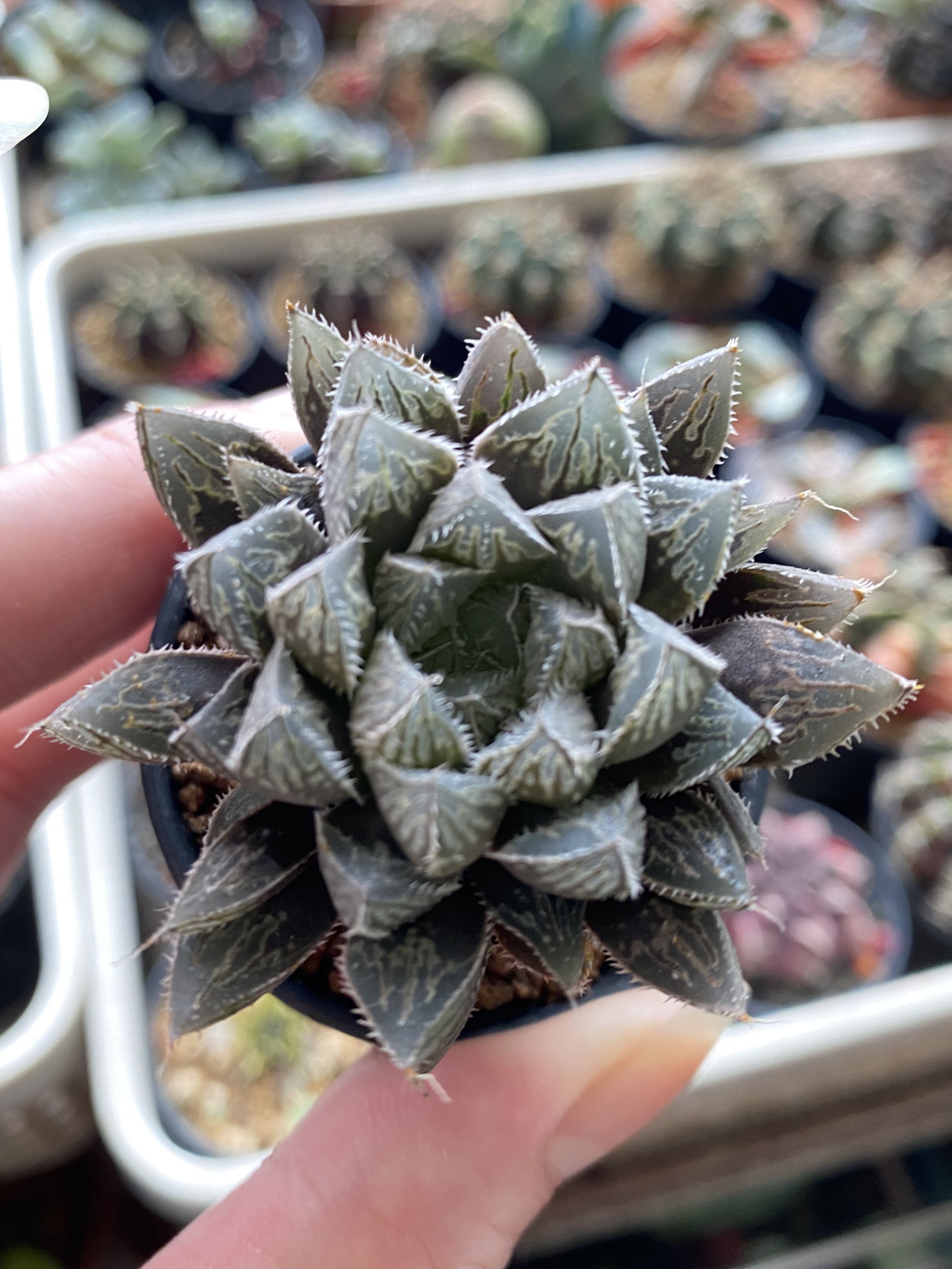 Haworthia Mirrorball, Furniture & Home Living, Gardening, Plants