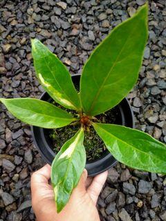 Jual tanaman anthurium variegata