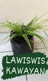Lawiswis Kawayan (Spider Plant)