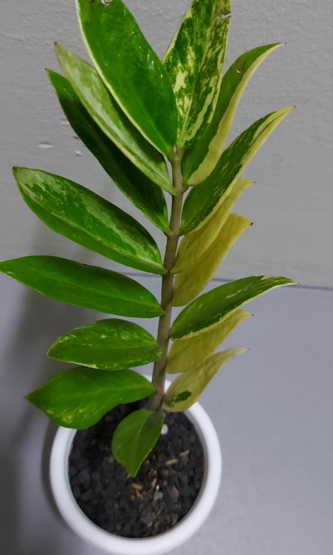 Beautiful Variegated Zamioculcas Zz Plant Furniture Home Living Gardening Plants Seeds On Carousell Beautiful Variegated Zamioculcas Zz Plant Furniture Home Living Gardening Plants Seeds On Carousell