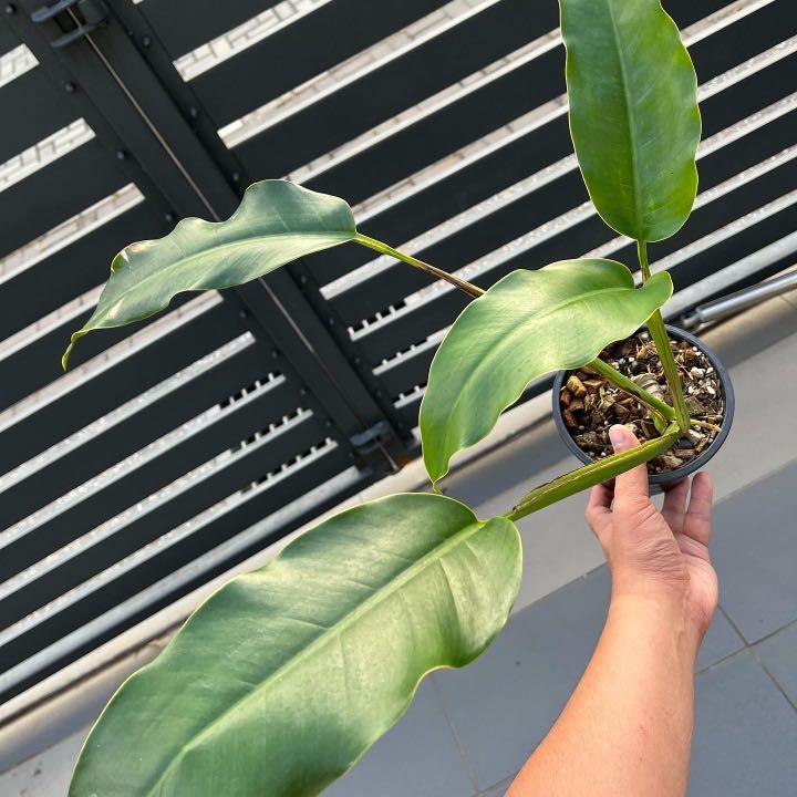 Epipremnum Yellow Flame/Kujang, Furniture & Home Living, Gardening, Plants  & Seeds on Carousell