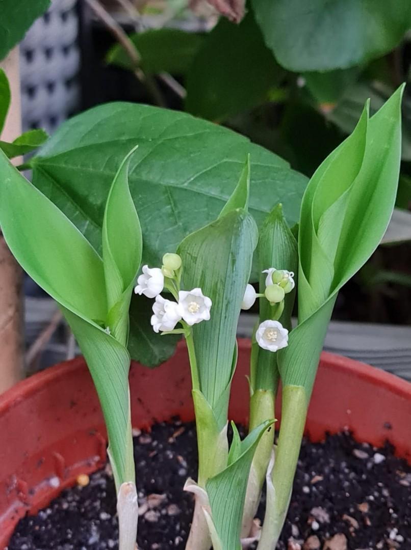 Lily of the valley pips 2023, Furniture & Home Living, Gardening