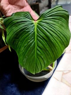 (Category: ) located in . Submitted by botanico_ (Listing ID 1146435330, Image 1). Description: .