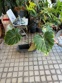 (Category: ) located in . Submitted by sitdownguai (Listing ID 1146416796, Image 1). Description: .