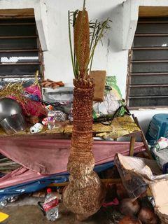 POKOK PAKU AJI (BOGAK GUNUNG BALING)
