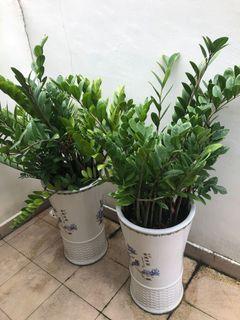Tall ZZ plants