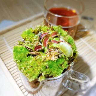 （分類：）位於 。 由 mossy_forestation 提交（商品編號 1148077955，圖片 1）。簡介： 。