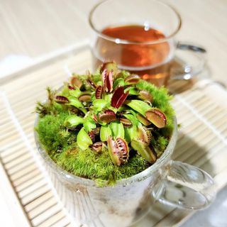 （分類：）位於 。 由 mossy_forestation 提交（商品編號 1148077713，圖片 1）。簡介： 。