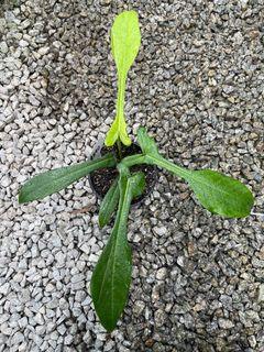 Philodendron Joepii