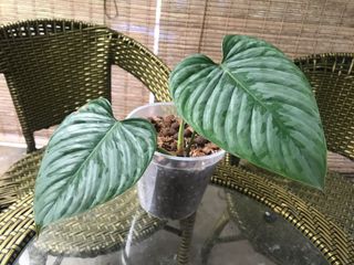(Category: ) located in . Submitted by jungleplants (Listing ID 1148068943, Image 1). Description: .