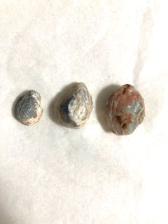 (Category: ) located in . Submitted by naturalforest (Listing ID 1148160087, Image 1). Description: .