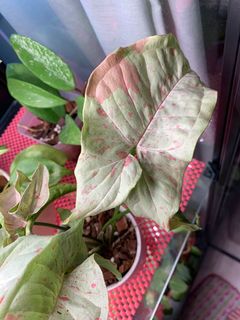 (Category: ) located in . Submitted by catkins (Listing ID 1148113897, Image 1). Description: .