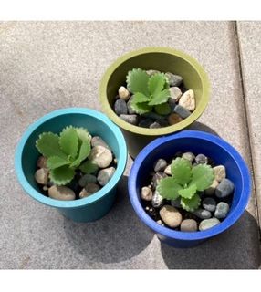 (Category: ) located in . Submitted by chippy321 (Listing ID 1148405036, Image 1). Description: .