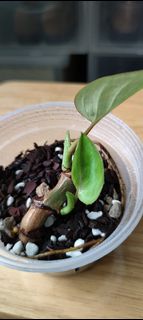 (Category: ) located in . Submitted by plantbaos (Listing ID 1148283924, Image 1). Description: .