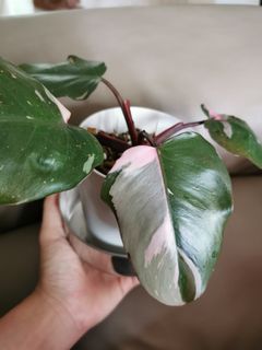(Category: ) located in . Submitted by plantmoves (Listing ID 1148231022, Image 1). Description: .